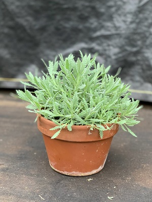 LAVENDER